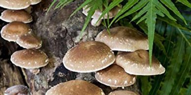 Shiitake Mushrooms 