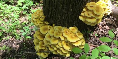 Nutritional benefits of Yellow Oyster Mushrooms:

Pleurotus Species

Antimicrobial: OM has been expl