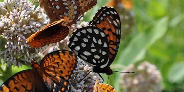 Regal and Great Spangled Fritillaries