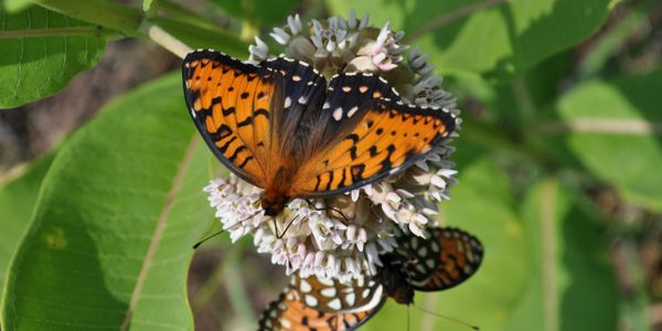 Two Male Regal Fritillaries on Milkweed