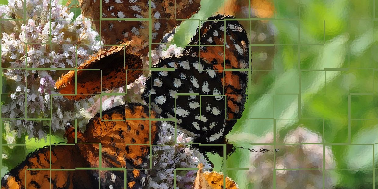 Stylized image representing the fragile conditions supporting Regal Fritillary butterflies