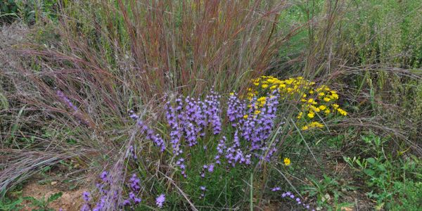 Native grasses and flowers including Little Bluestem grass and Liatris pilots supporting pollinators