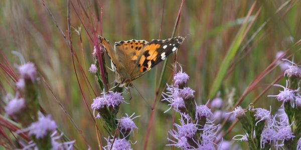 Painted Lady Butterfly on Liatris