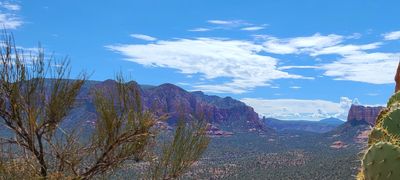 A picture of cactus plants on the hill top