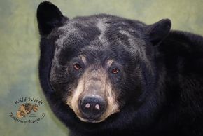 Black bears , bears , bear taxidermy , black bear taxidermy , taxidermy , Wisconsin bear taxidermy