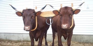 Our first Oxen! William and Harry