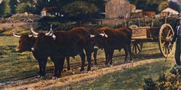 Photo: Everett Clark and 2 yoke of Devon oxen, Essex, Connecticut, 1910