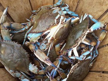 Bushel of Blue crabs