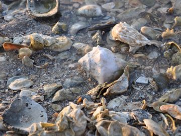 South Carolina sea shells