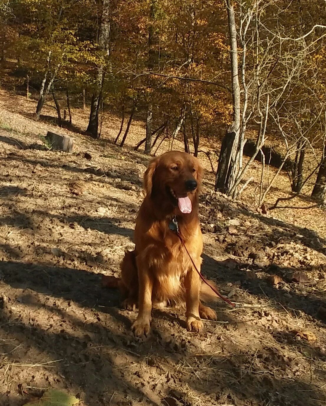Golden Retriever, Airedale, Bloodhound Valley Run Farm
