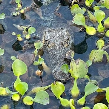 Auggie the Morelet's crocodile hiding among some water hyacinths in his habitat.