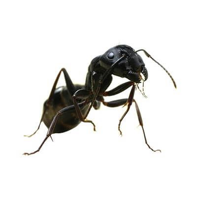 Fourmis noire gâte bois