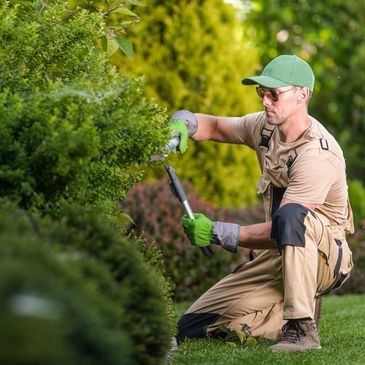 Gardener pruning a leafy bush.