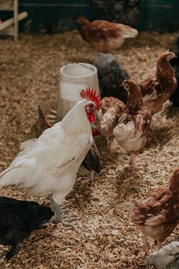 A white rooster stands among brown hens inside a chicken coop.
