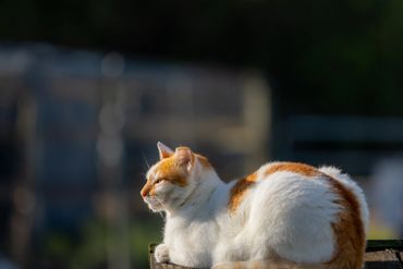Orange and white cat resting peacefully in sunlight.