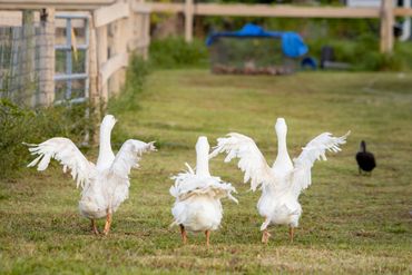 Three white geese walking with wings spread on a grassy path.