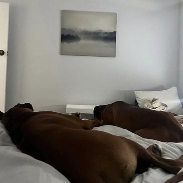 Two brown dogs sleeping peacefully on a bed in a cozy room.
