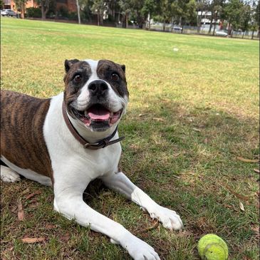 Happy dog lying on grass with a tennis ball nearby.
