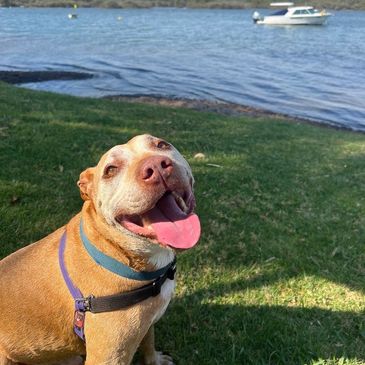 Happy dog sitting on grass near a lake with boats in the background.