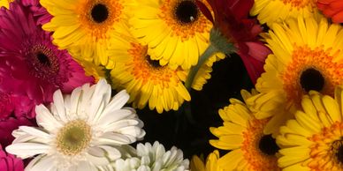 Yellow, Red, Pink and White Gerbera Daisies