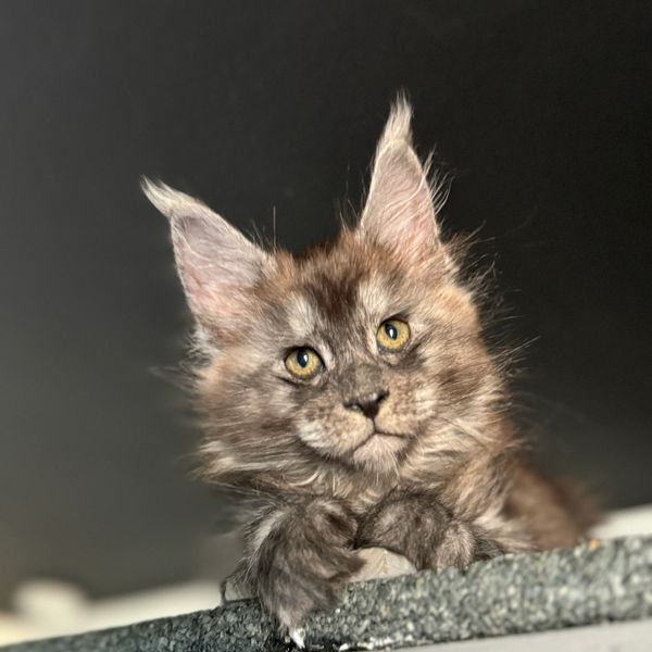 black smoke Maine coon kitten