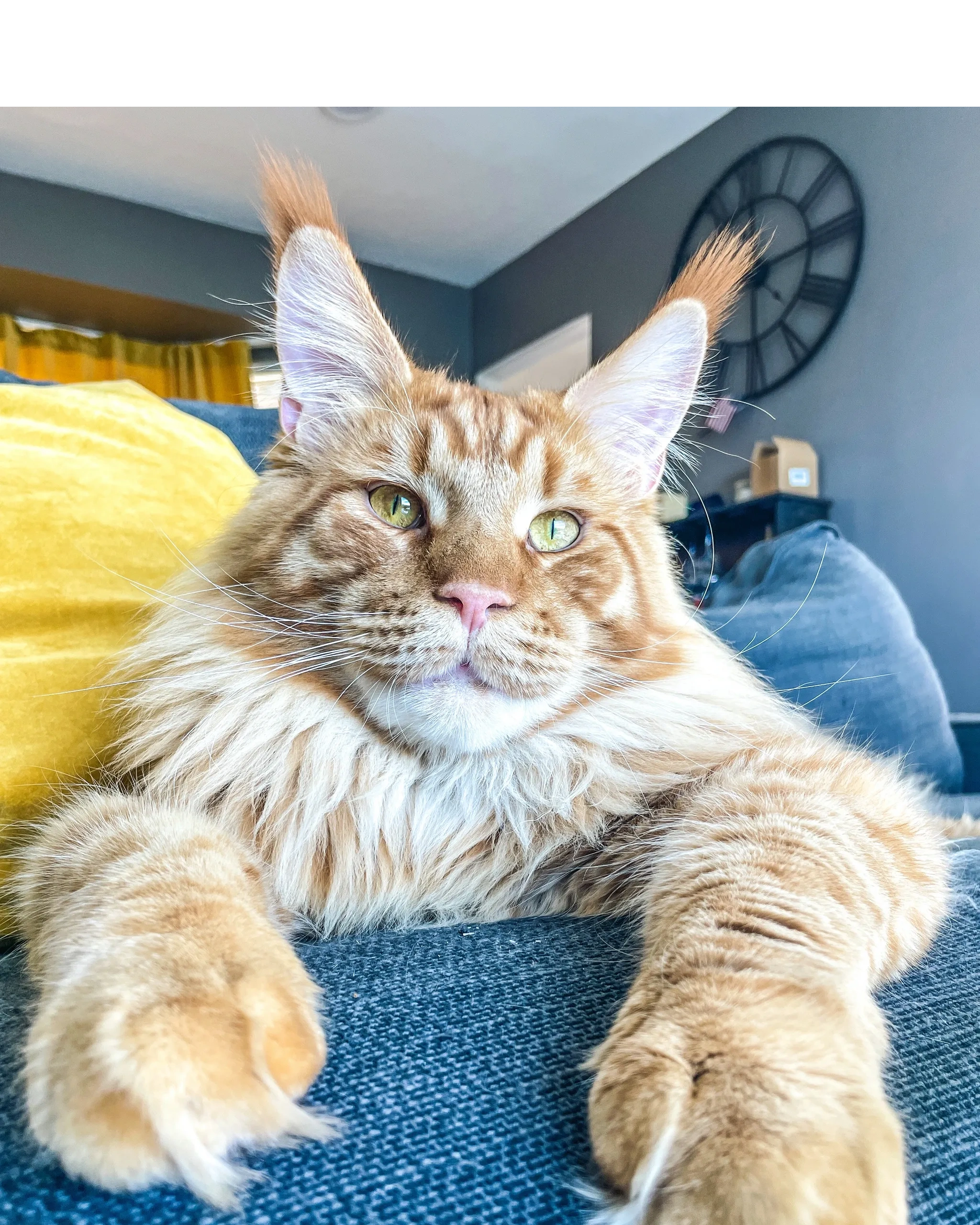 Red Maine coon