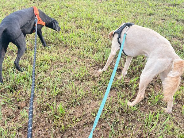 Your pup will enjoy multiple potty breaks throughout the day to keep them comfortable and happy.
