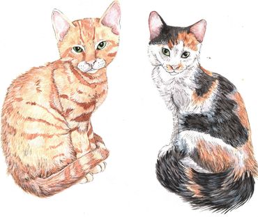 Pet portraits of kittens
