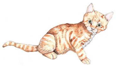 Pet portrait of ginger kitten