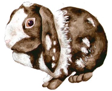 pet portrait of house rabbit