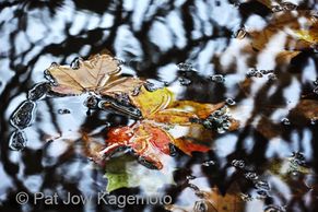 Autumn's Morning Dance-© Pat Jow Kagemoto