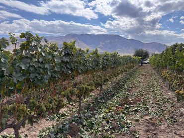 " Khach Kharji " grape
Grown Vayots Dzor Region
Harvest season 2024