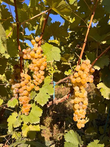 " Mskhali " grape
Grown Ararat Region
Harvest season 2024