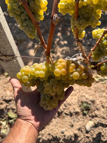 " Khach Kharji " grape
Grown Ararat Region
Harvest season 2024