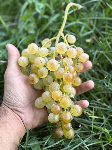 " Tchilar " Grape
Grown Vayots Dzor Region
Harvest season 2024