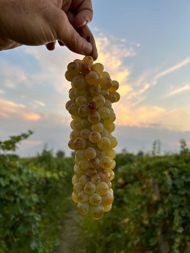 " Voskehat " grape
Grown Ararat Region
Harvest season 2023