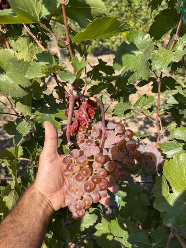 " Mskhali Masis " grape
Grown Ararat Region
Harvest season 2025