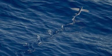 flying-fish-swim-school-about-progression