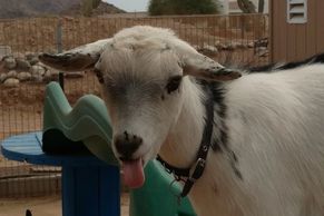 Lil Goat Town - Ryder
Goat Yoga
Goat Milk Soap