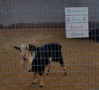 Lil Goat Town - Chewy
Goat Yoga
Goat Milk Soap