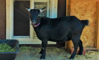 Lil Goat Town - Gracie
Goat Yoga
Goat Milk Soap