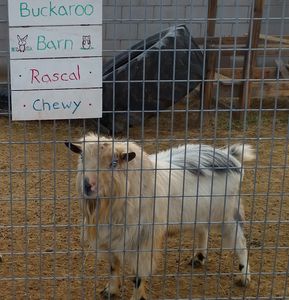 Lil Goat Town - Rascal
Goat Yoga
Goat Milk Soap
