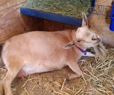 Lil Goat Town - Kinsley
Goat Yoga
Goat Milk Soap