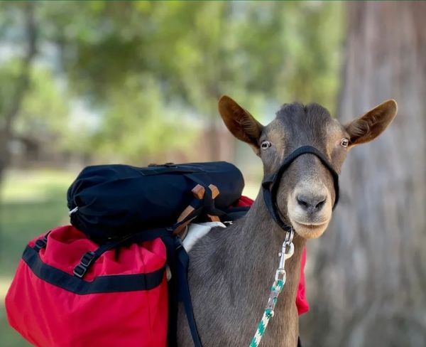 pack goat top load