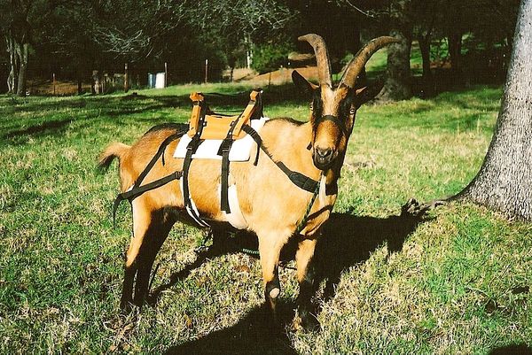pack goat saddle
