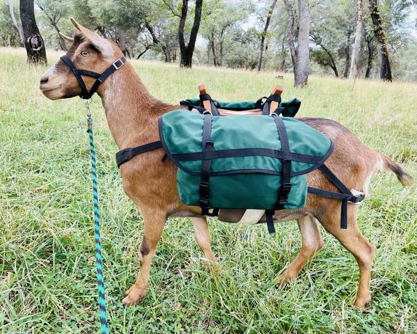 packgoat pannier