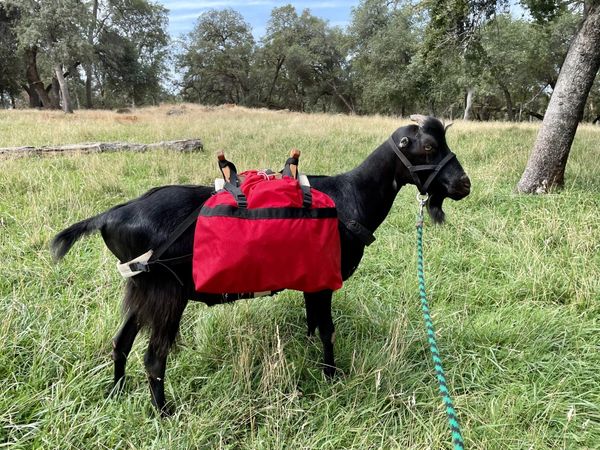 pack goat pannier