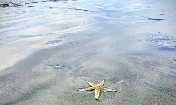 A starfish on wet sand near the water's edge at the beach.