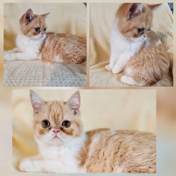 Red esh kitten