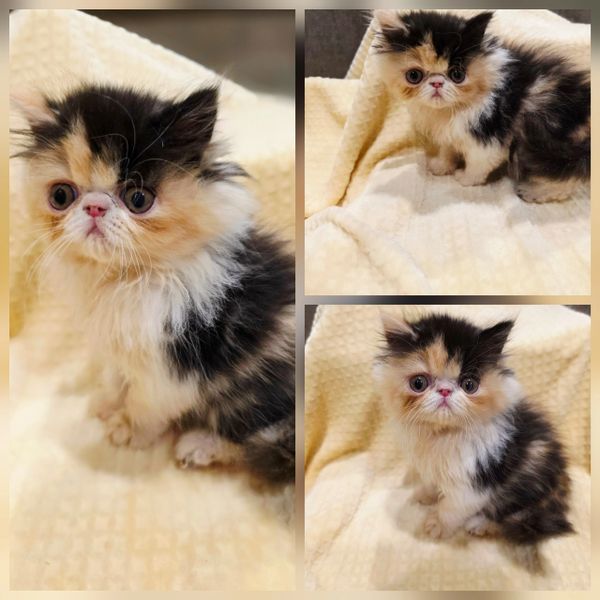 Calico persian kitten